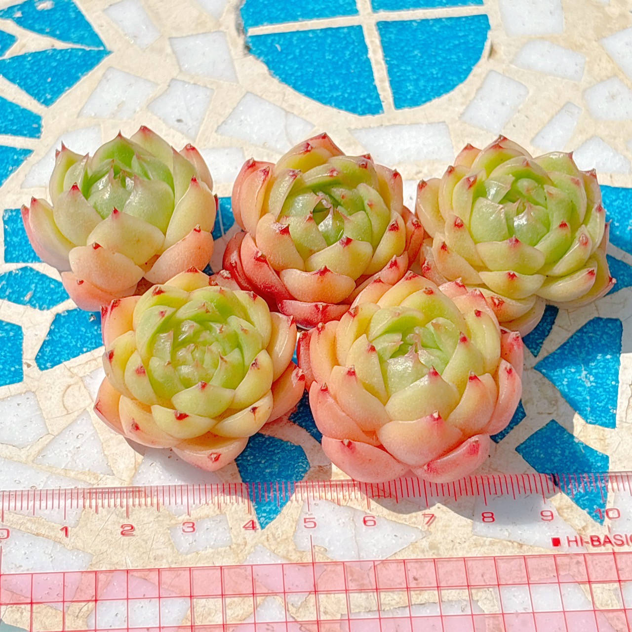 スカーレット　A品