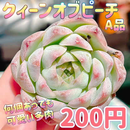 クィーンオブピーチ　A品　中苗