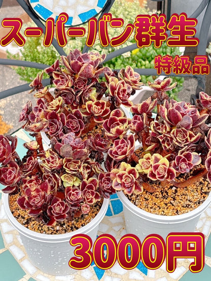 スーパーバン群生　特級品