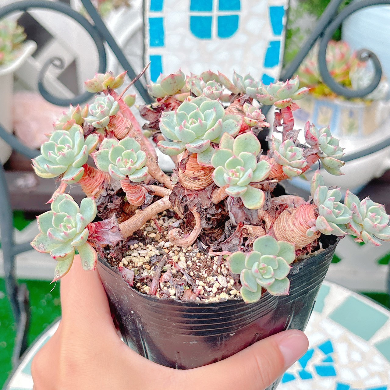 七福美尼　A品　10