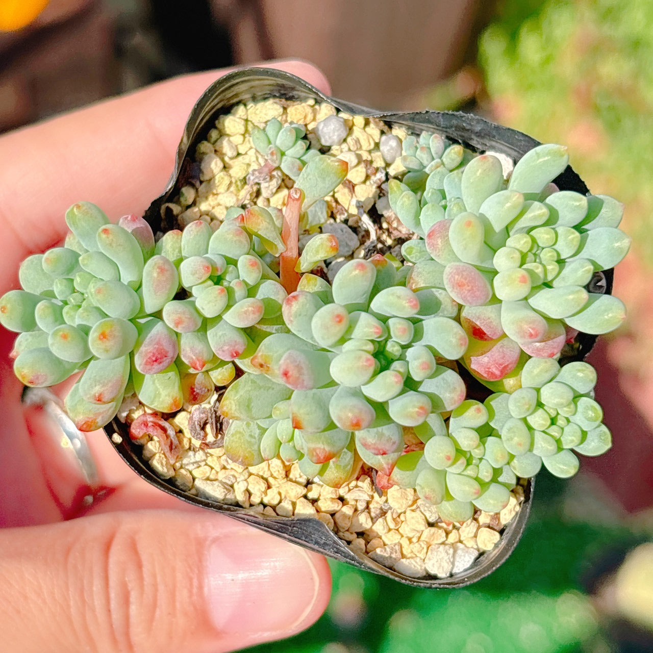 花火　A品　054