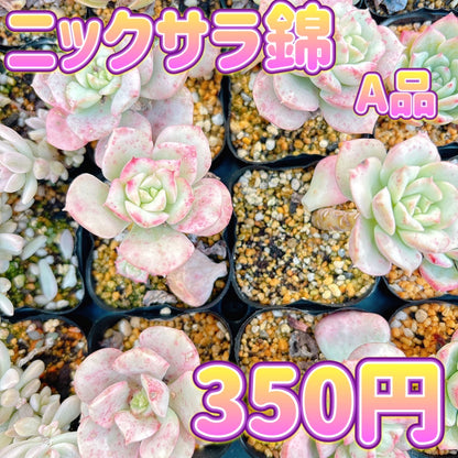 ニックサラ錦　A品