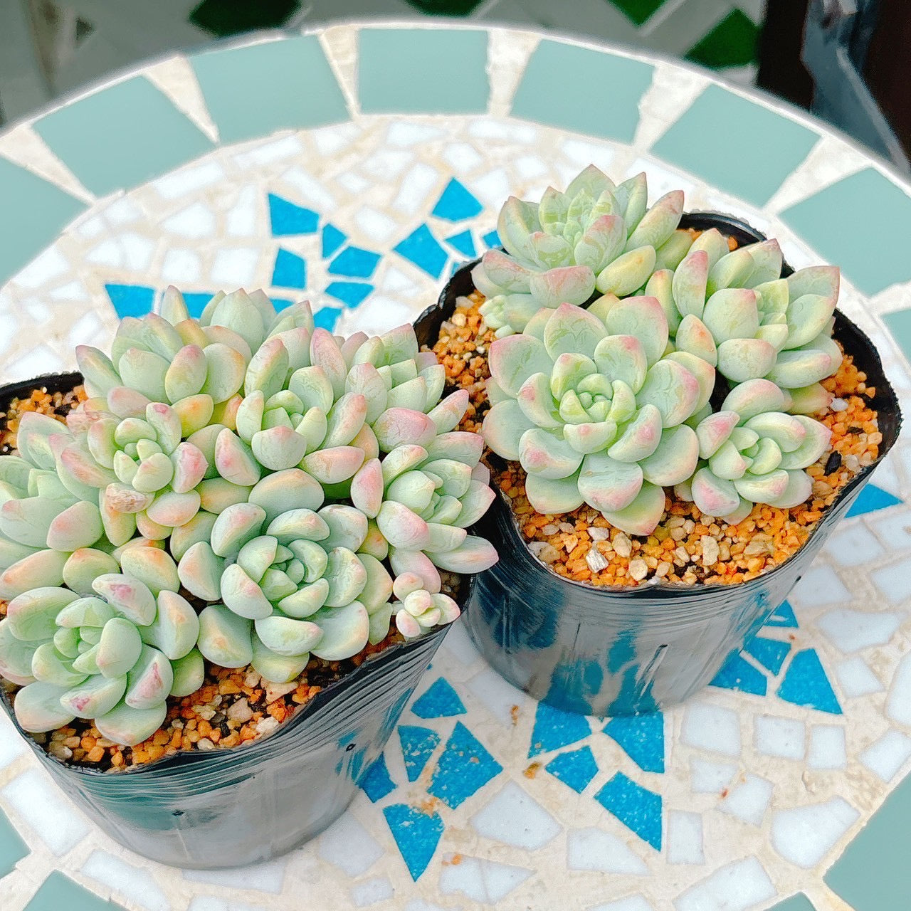 氷の花　特級品　