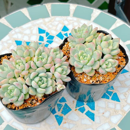 氷の花　特級品　