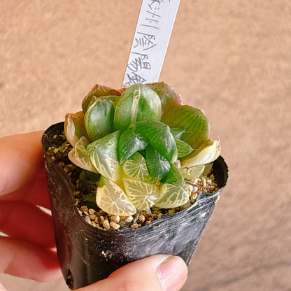 多肉植物