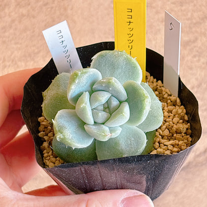 多肉植物