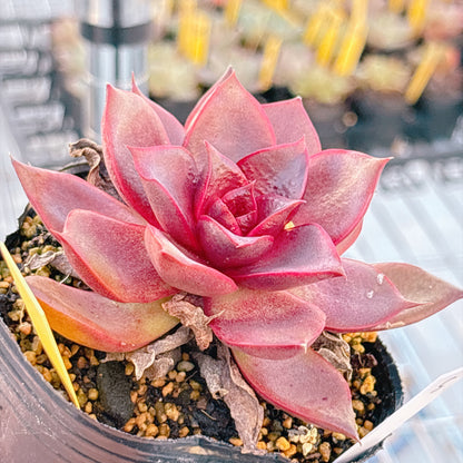 多肉植物