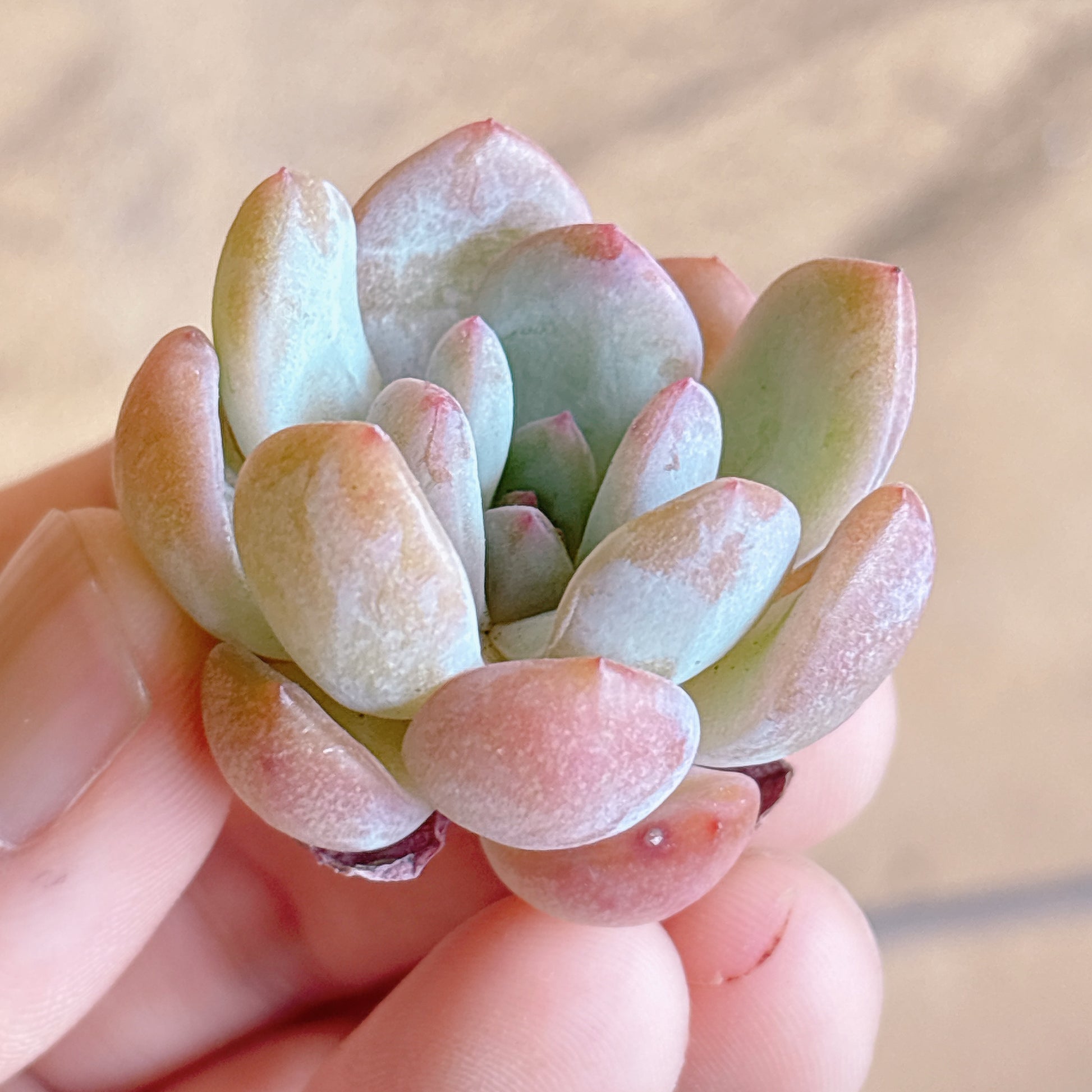 多肉植物