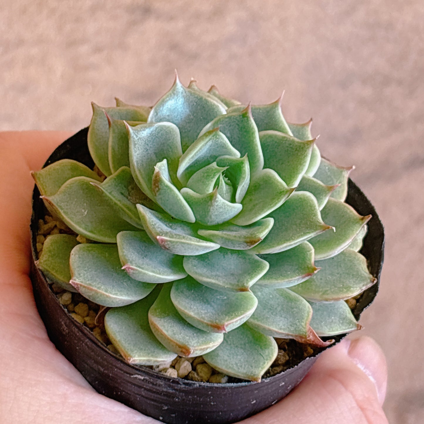 多肉植物