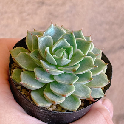 多肉植物