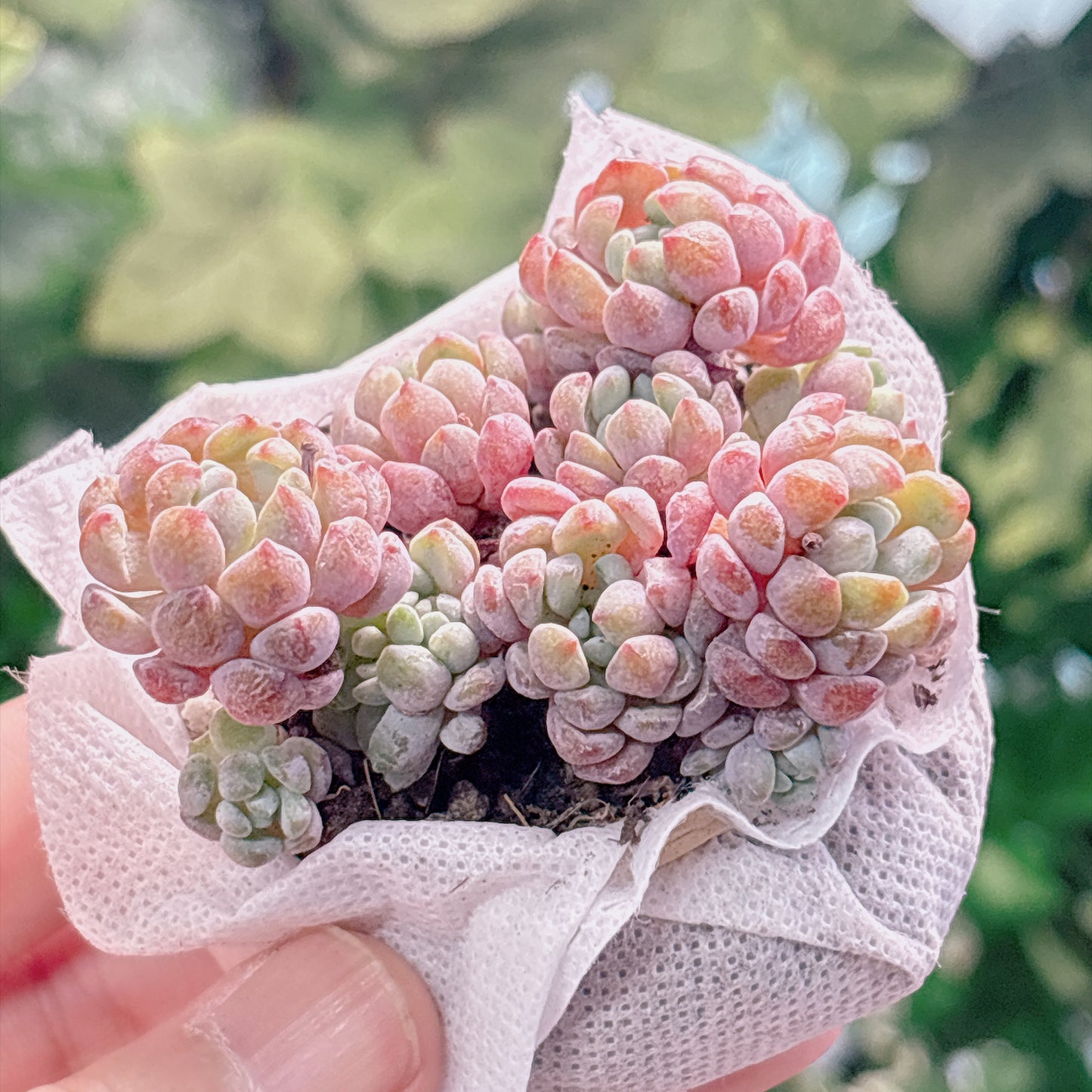 多肉植物