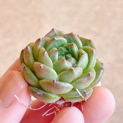 多肉植物
