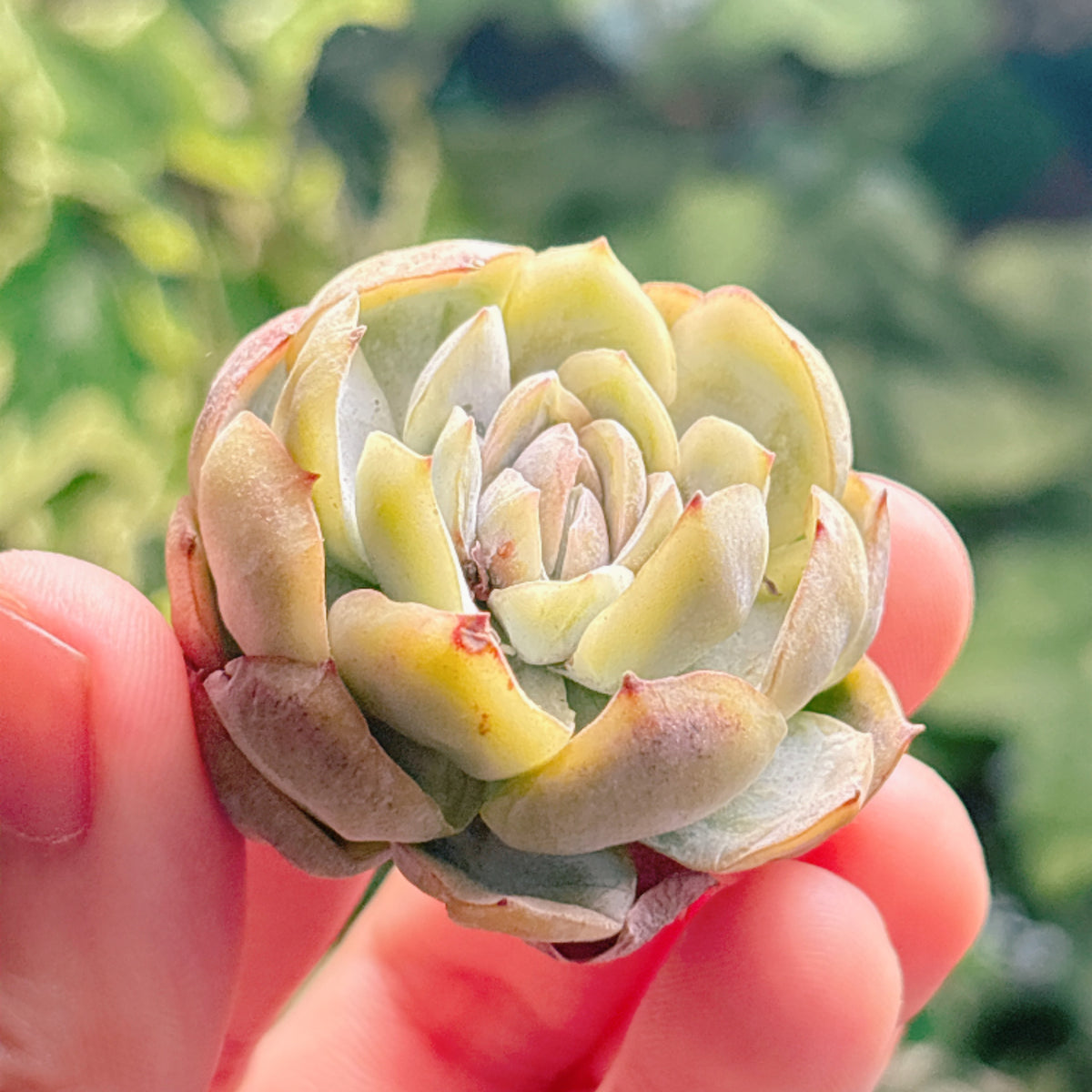 多肉植物