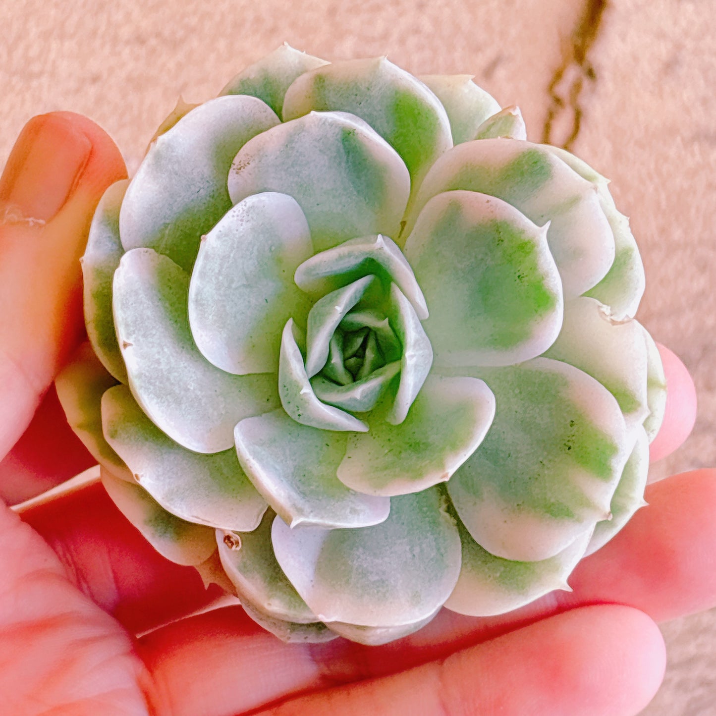 多肉植物