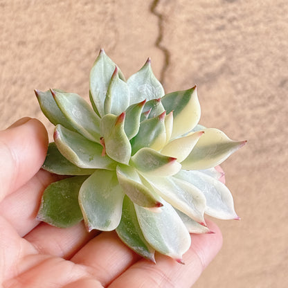 多肉植物