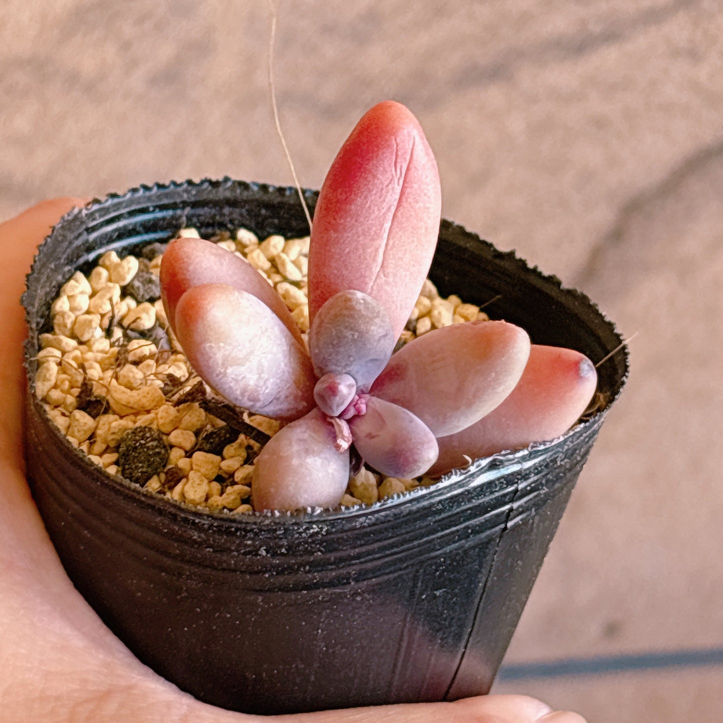 多肉植物