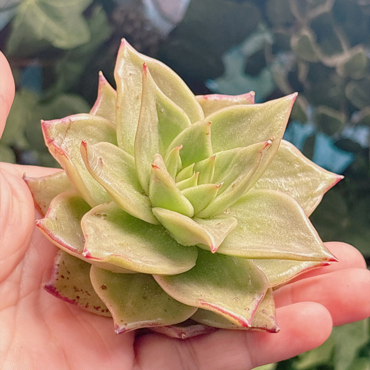 多肉植物