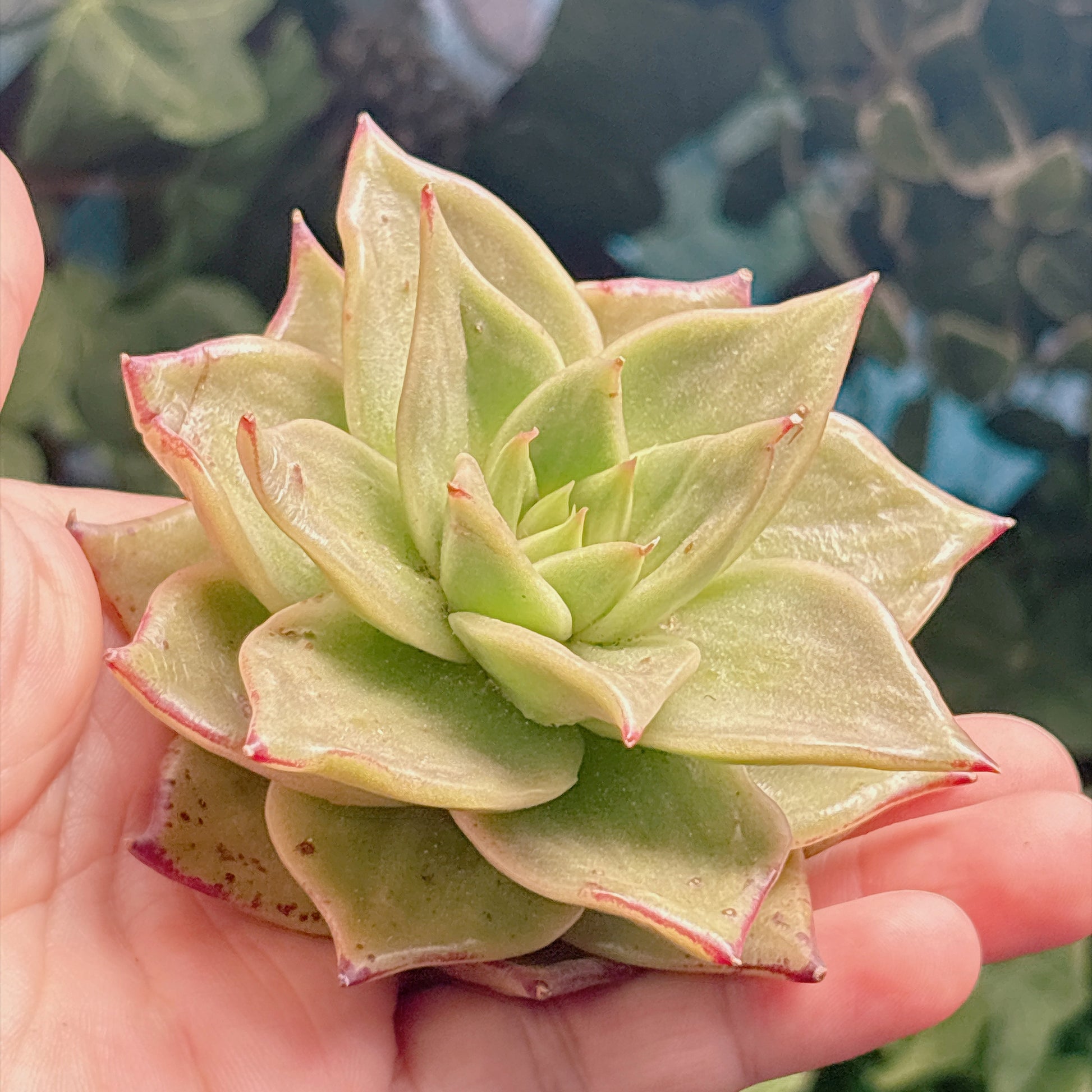 多肉植物