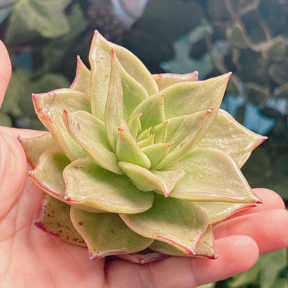 多肉植物
