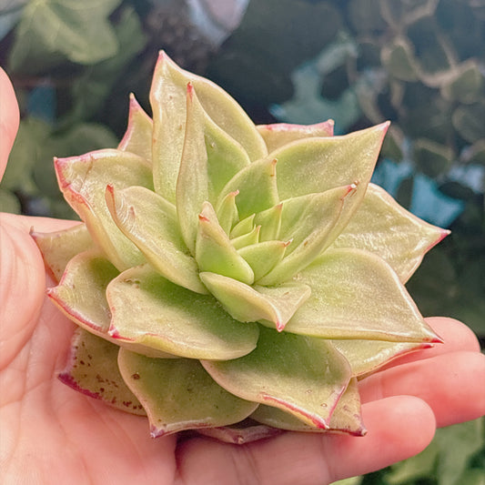 多肉植物