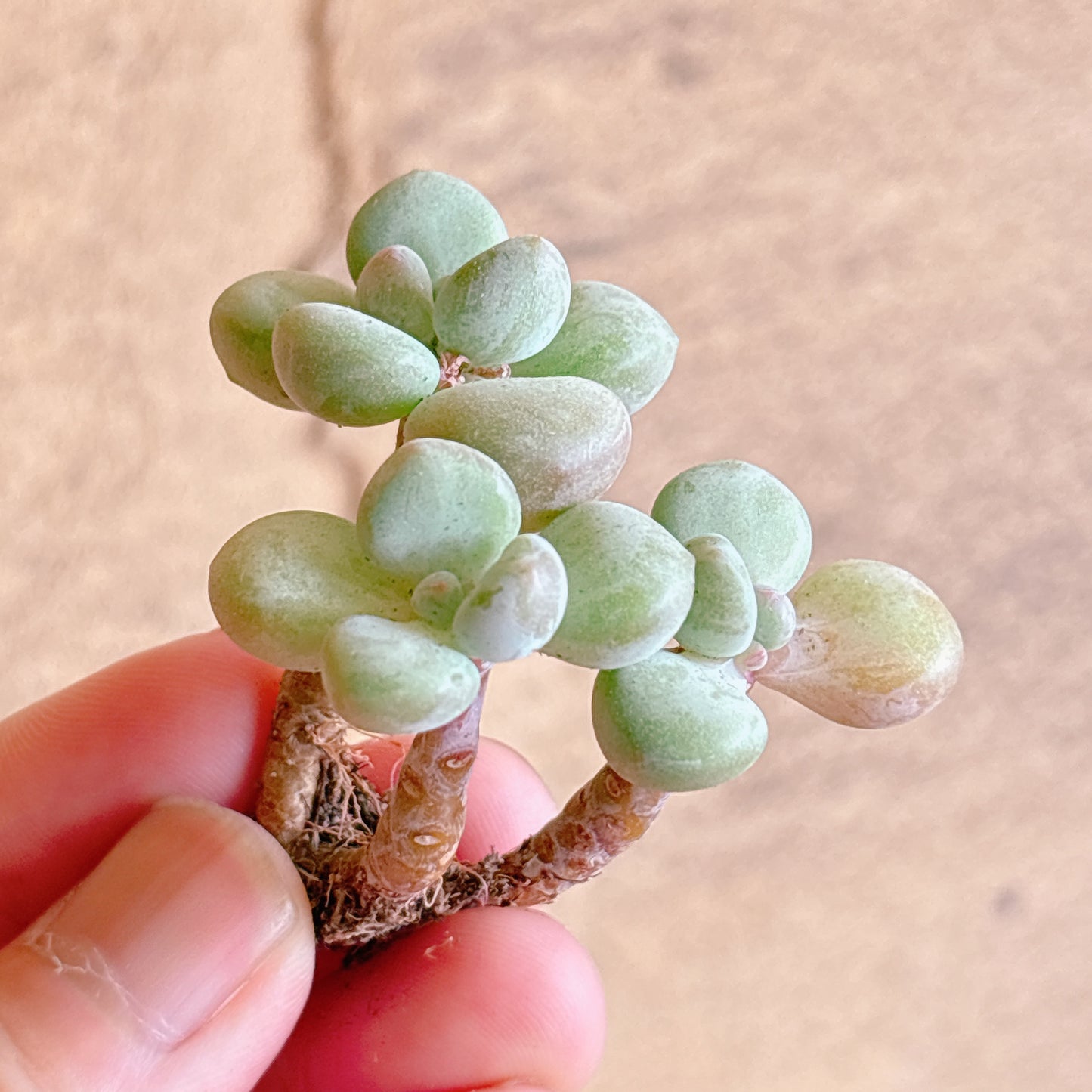 多肉植物