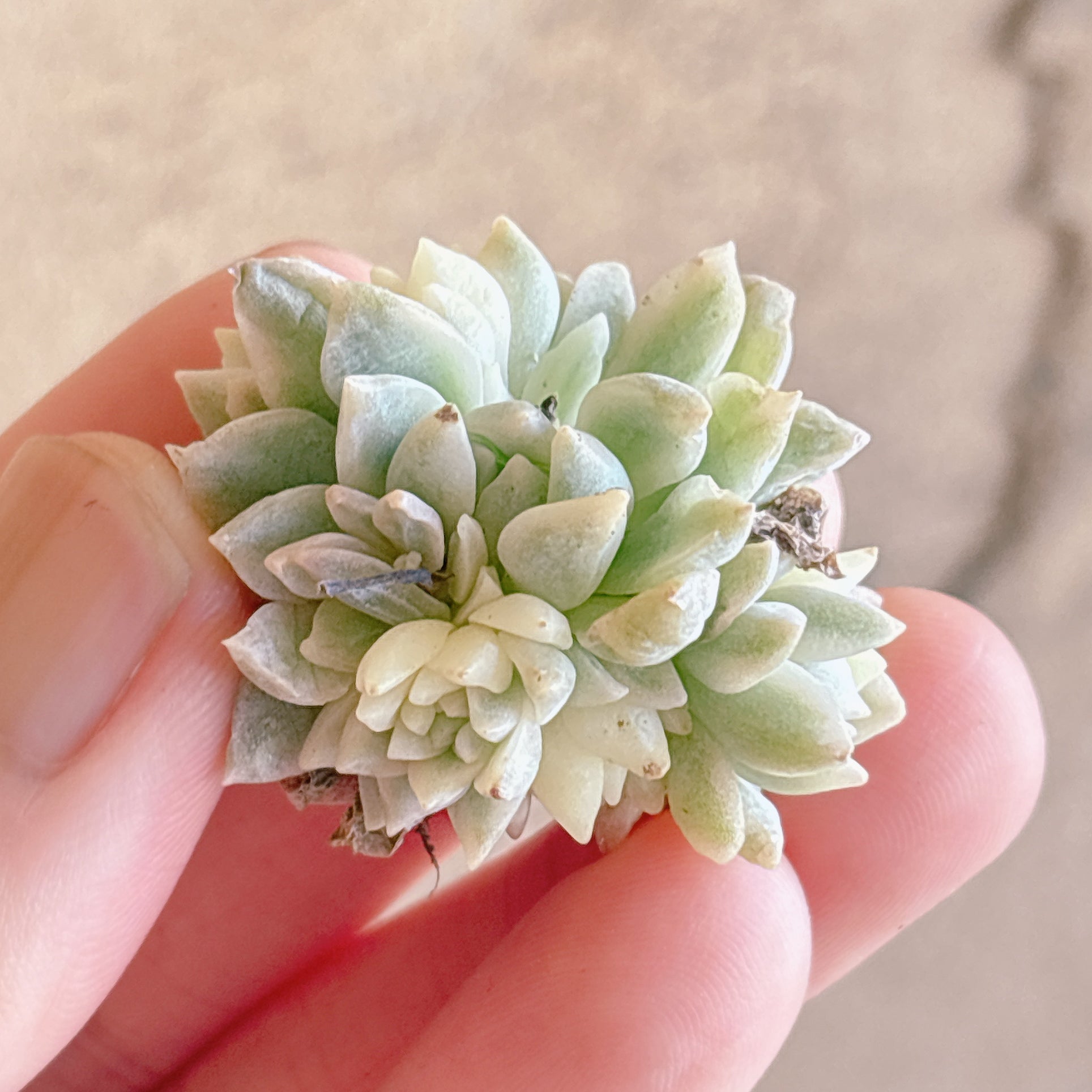 多肉植物