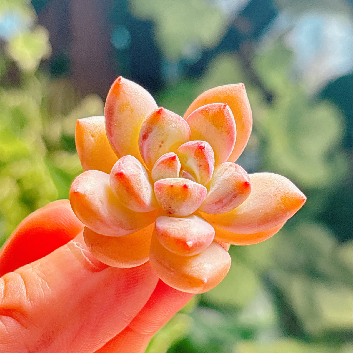多肉植物