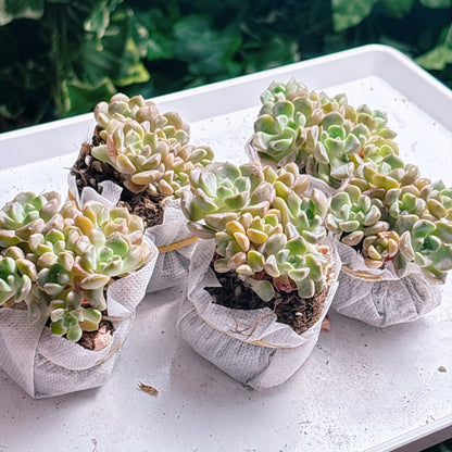 多肉植物