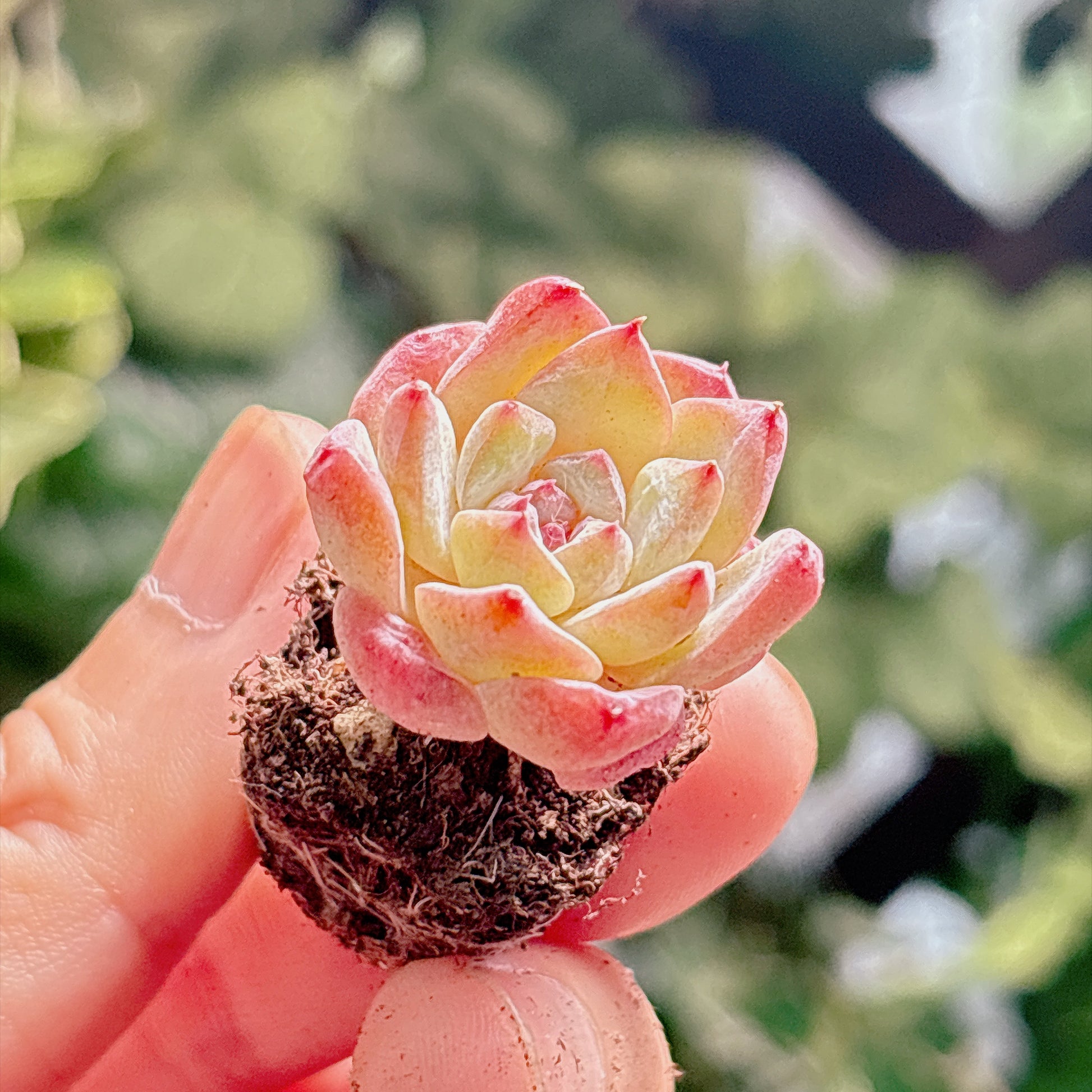 多肉植物