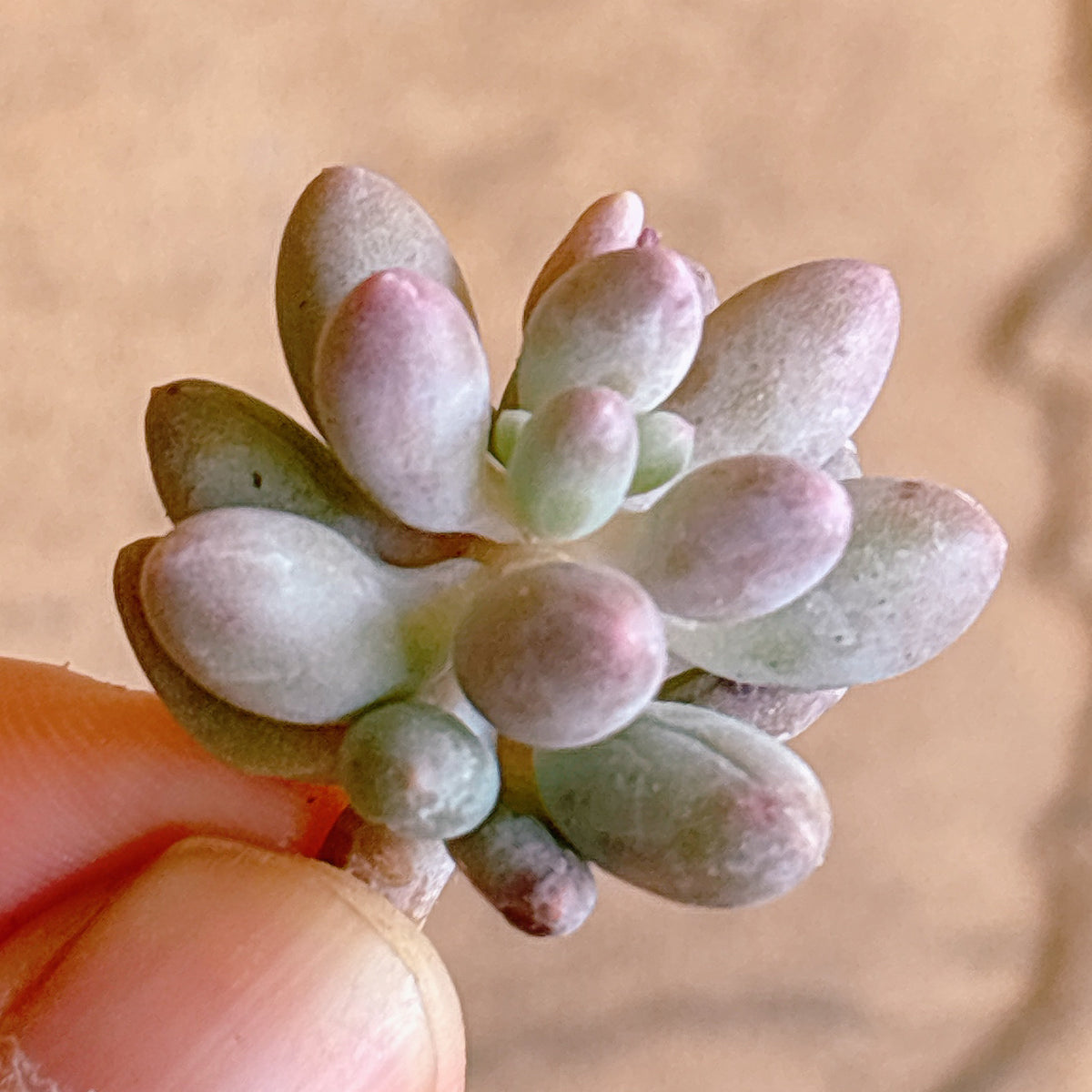 フィンガーズ A品 カット苗 – Bull Succulent