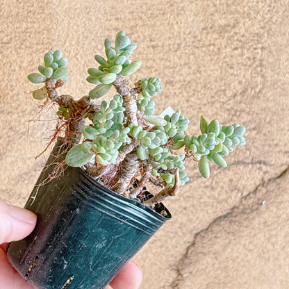多肉植物