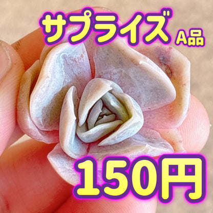 サプライズ　A品　カット苗