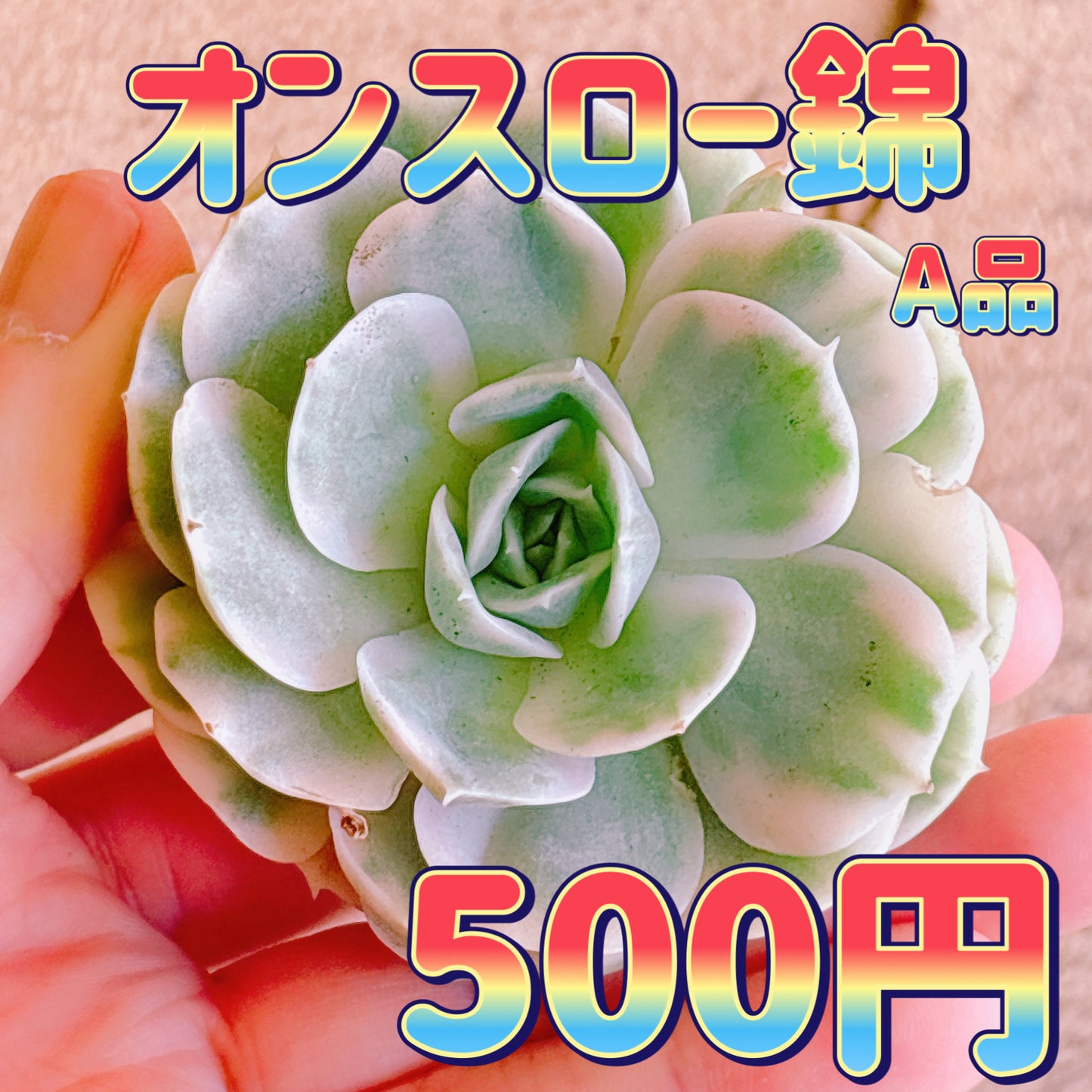 オンスロー錦　A品　カット苗