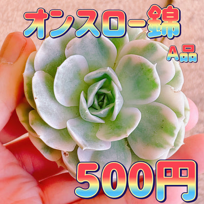 オンスロー錦　A品　カット苗