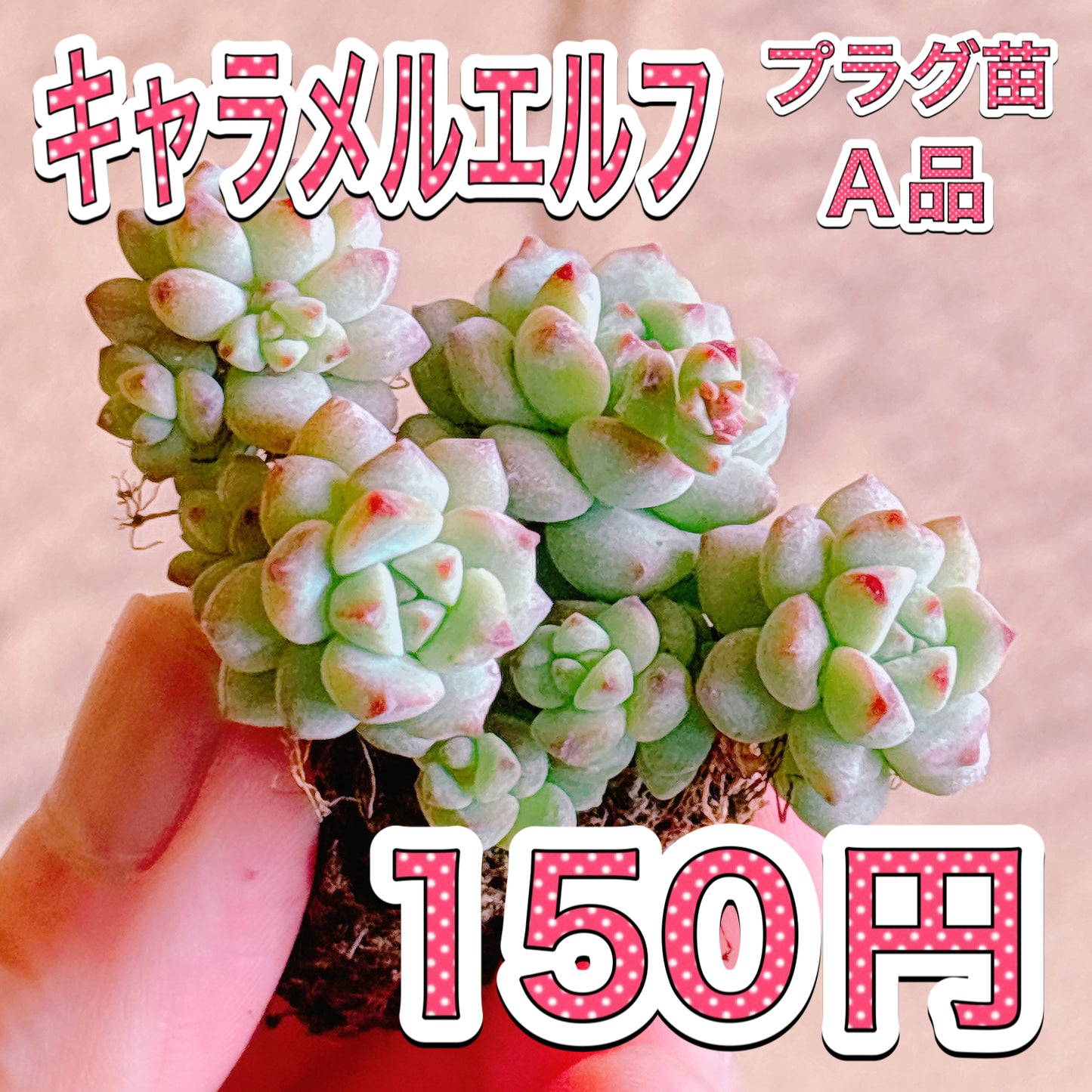 キャラメルエルフ　A品　プラグ苗