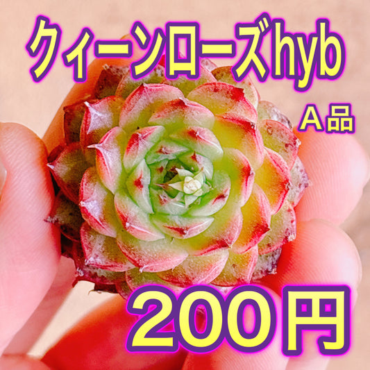 クィーンローズhyb　A品　カット苗