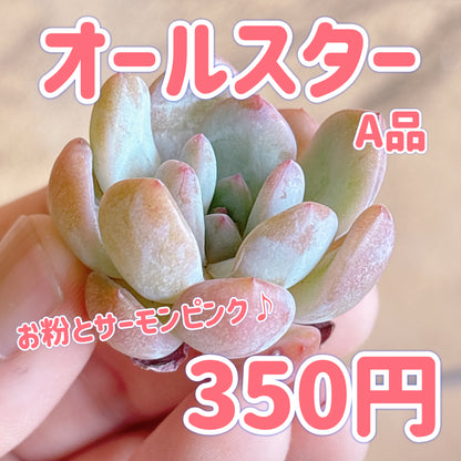 オールスター　A品　カット苗