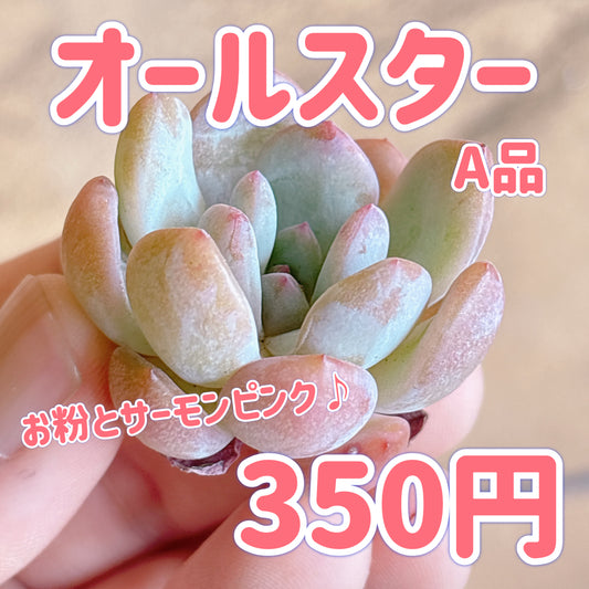 オールスター　A品　カット苗