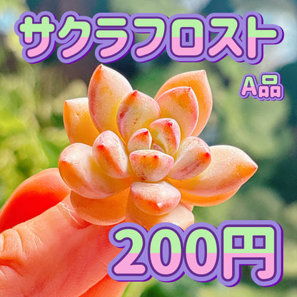 サクラフロスト　A品　カット苗