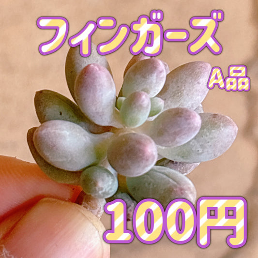 フィンガーズ　A品　カット苗