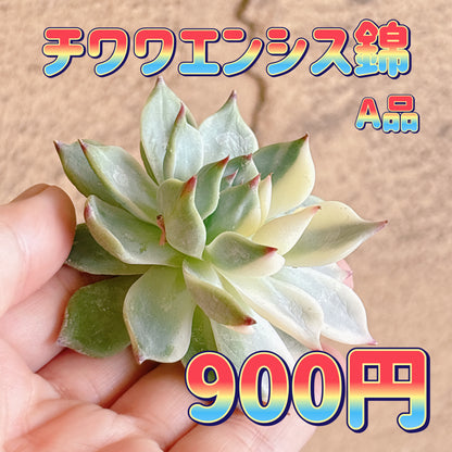 チワワエンシス錦　A品　カット苗
