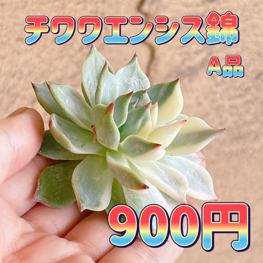 チワワエンシス錦　A品　カット苗