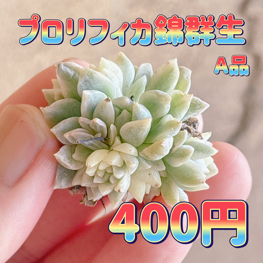 プロリフィカ錦　A品　カット苗