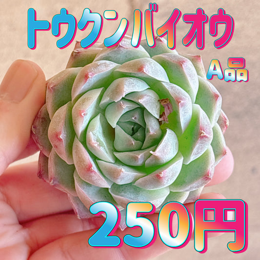 トウクンバイオウ　A品　カット苗