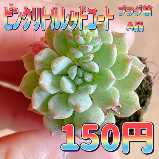ピンクリトルレッドコート　A品　プラグ苗