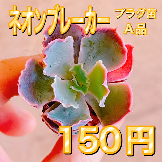 ネオンブレーカー　A品　プラグ苗