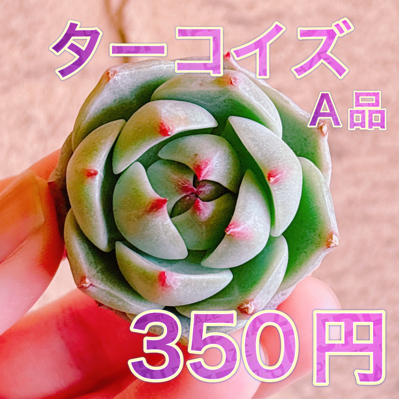 リクエスト出品 3頭チャザロイ 原種 Chazaroi エケベリア 紫色 2026年