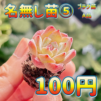 名無し苗５　A品　プラグ苗