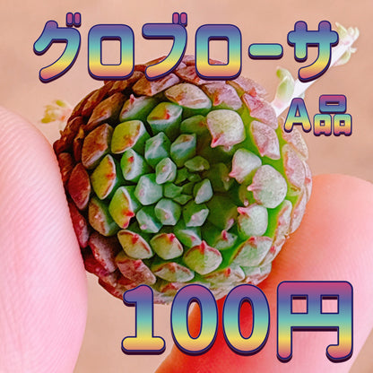 グロブローサ　A品　カット苗