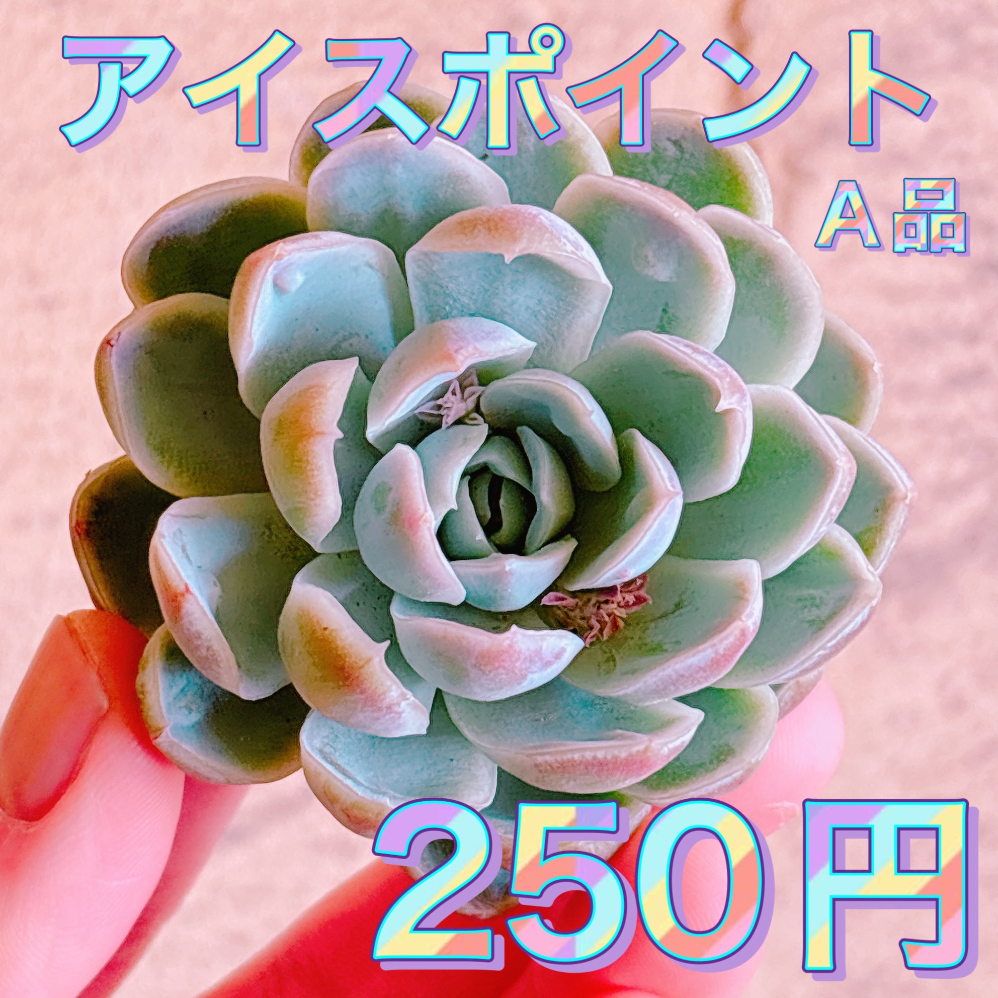 エケベリア – Bull Succulent